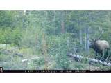 3871 Forest Service 195 - Photo 5