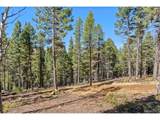 30854 Forest Shadow Trl - Photo 4