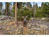 31551 Black Widow Dr - Photo 47