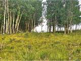 295 Silver Plume Rd - Photo 13