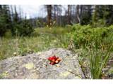  Tbd Forest Rd 503 - Photo 2