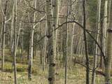 1 Bonus Gulch Way - Photo 1