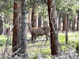 30385 National Forest Dr - Photo 15