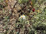 7873 Carr Ct - Photo 28