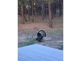 18673 Elbert Rd - Photo 48