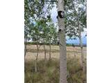 258 Puma Ln - Photo 6