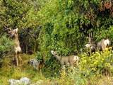 9316 Tawny Lynx Rd - Photo 27