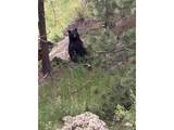 9316 Tawny Lynx Rd - Photo 28