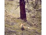 9316 Tawny Lynx Rd - Photo 29