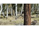 9736 Ranch Rd - Photo 32