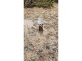 47 White Cloud Dr - Photo 16