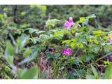 31429 Burke Rd - Photo 36