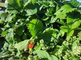 8042 Silver Birch Blvd - Photo 35