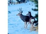 51 Copper Mountain Rd - Photo 44