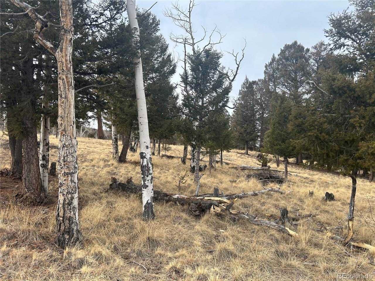 1421 Pitchfork Rd - Photo 1