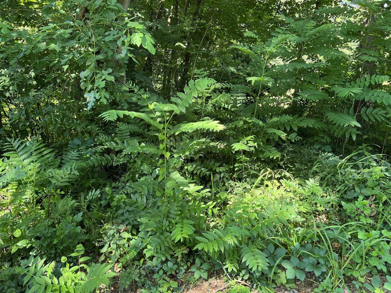 VL Hillside Drive - Photo 1