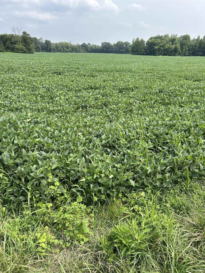 1672 County Road 550 South Road - Photo 1
