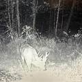 8112 County Road 1000 N - Photo 24