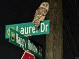 320 Laurel Drive - Photo 36
