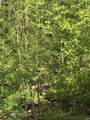 TBD Coon Path Road - Photo 18