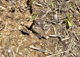 off Ziegler Road - Photo 26