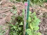  State Road 450/Sims Road - Photo 16