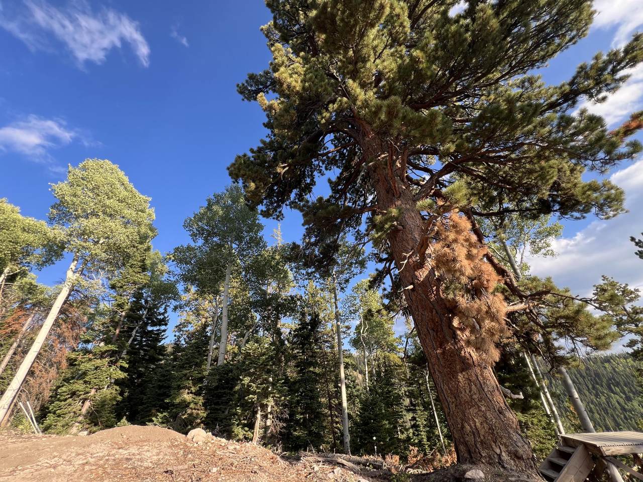 Ponderosa West Village Lot 134 - Photo 1