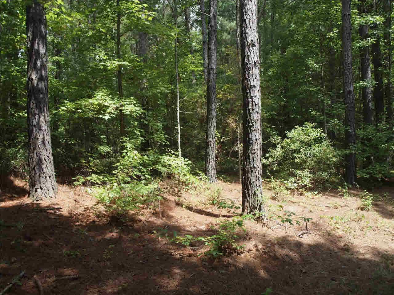 1 Firetower Rd - Photo 1