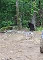 915 Canyon Rd - Photo 8