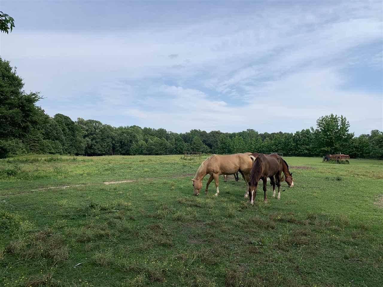 18.45 Acres Oakridge Estates - Photo 1