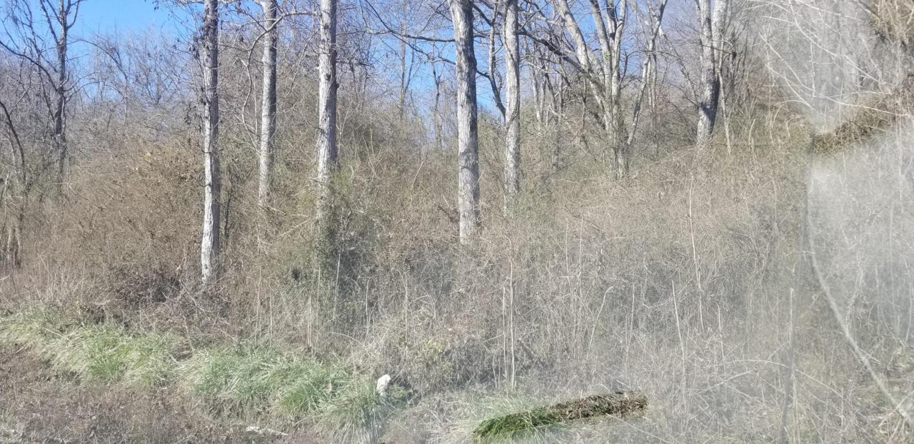 Hassler Mill Rd - Photo 1