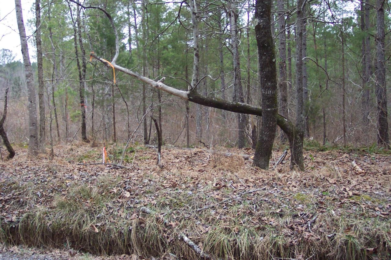 48.67 Acre Redman Lane - Photo 1
