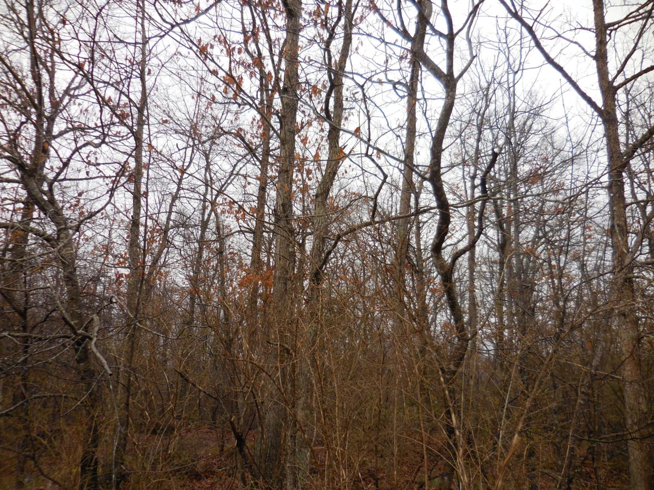 Lot 21 Bear Den - Photo 1
