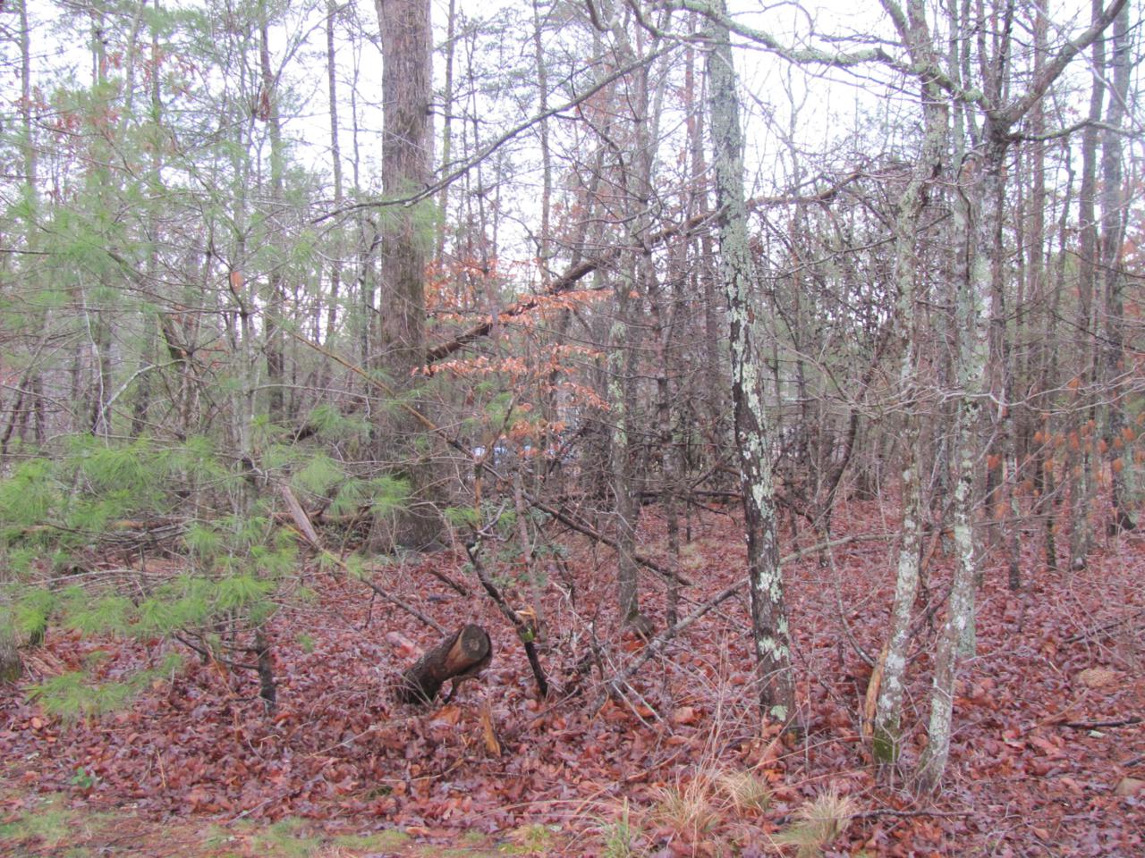 101 Forest Hill Drive - Photo 1