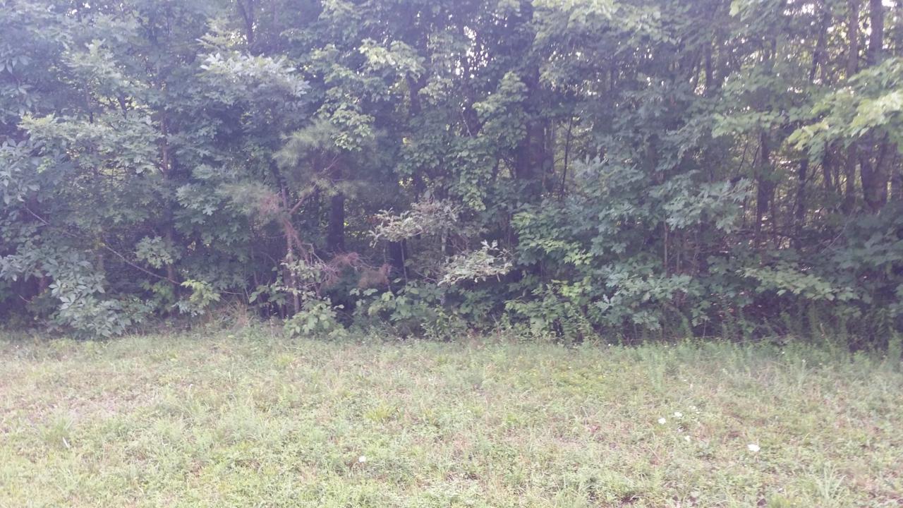 Lot 19 Laurel Loop - Photo 1