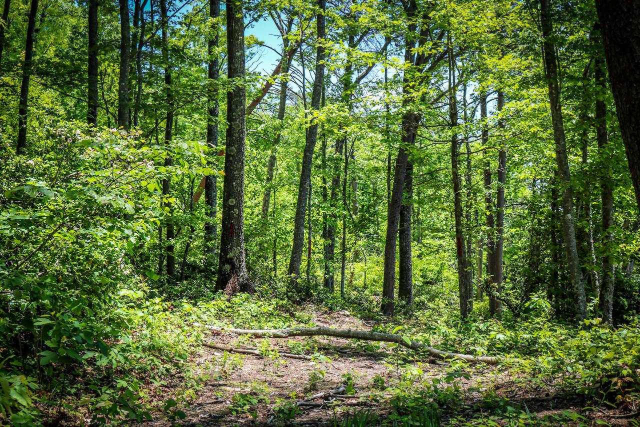 Cliff Park Road - Photo 1