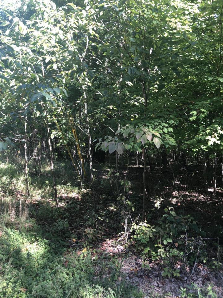 148 Springdale Drive - Photo 1