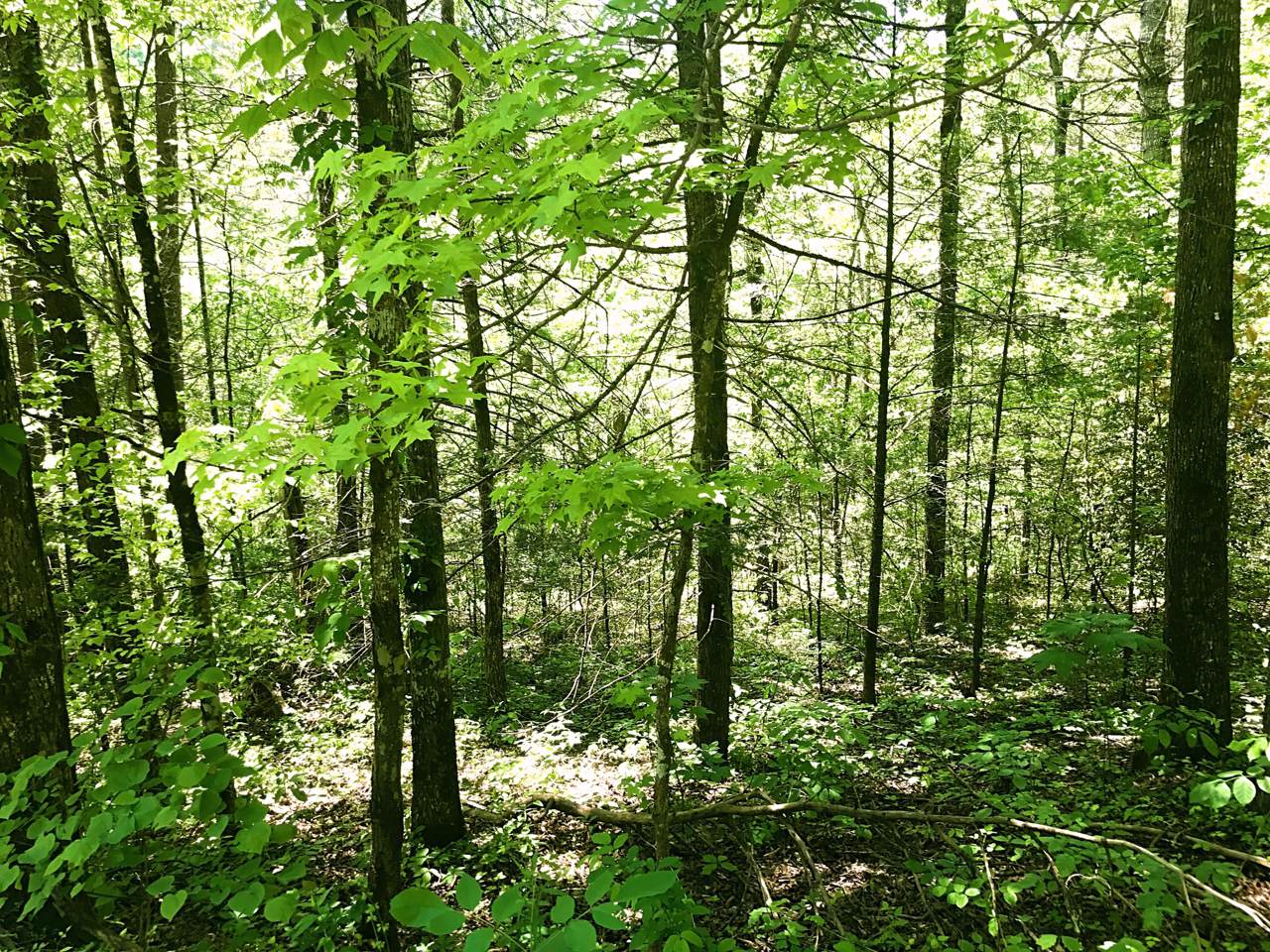 Chilhowee Loop - Photo 1