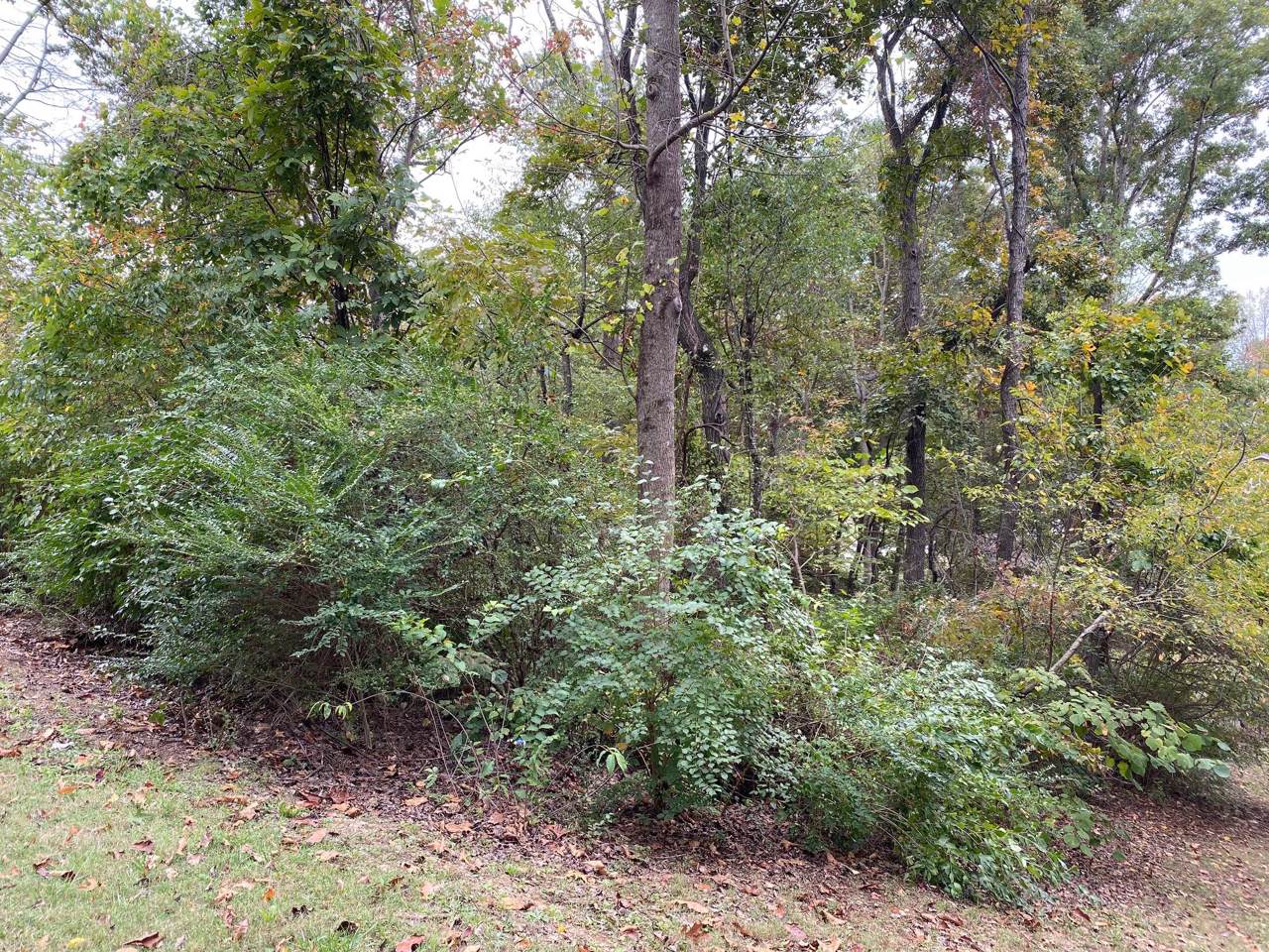 0 Bell Campground Rd - Photo 1