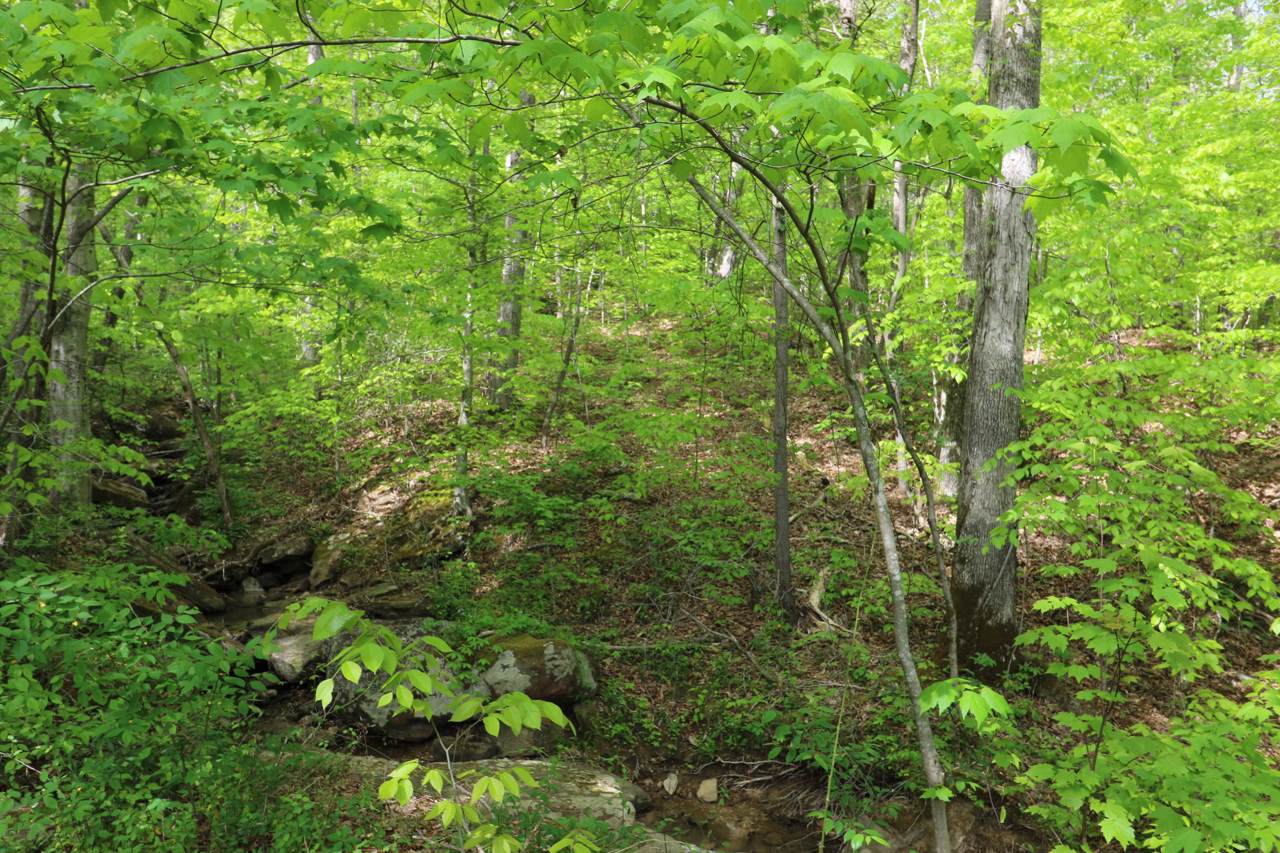 699 Low Gap Rd - Photo 1