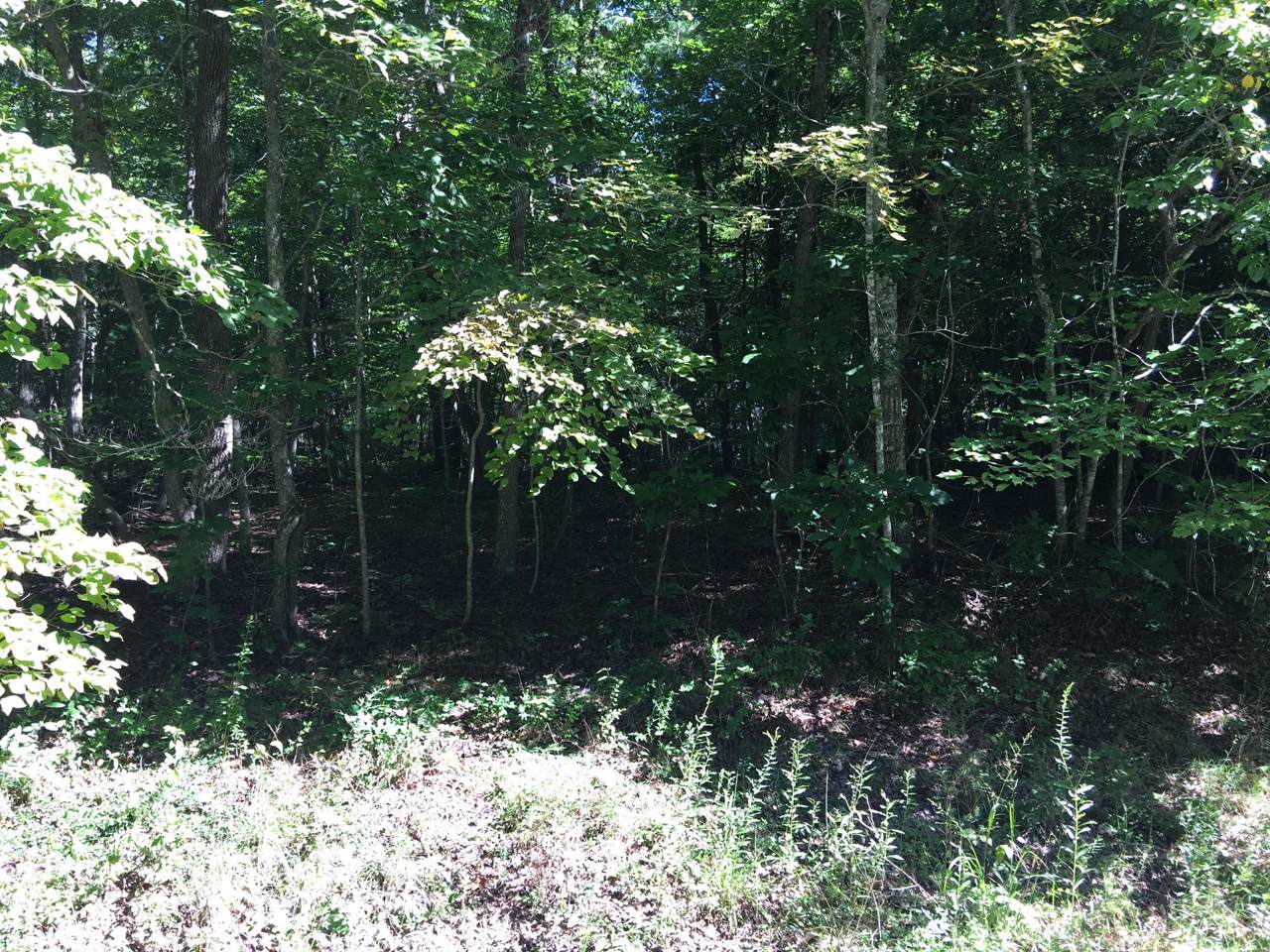 103 Ivy Brook Lane - Photo 1
