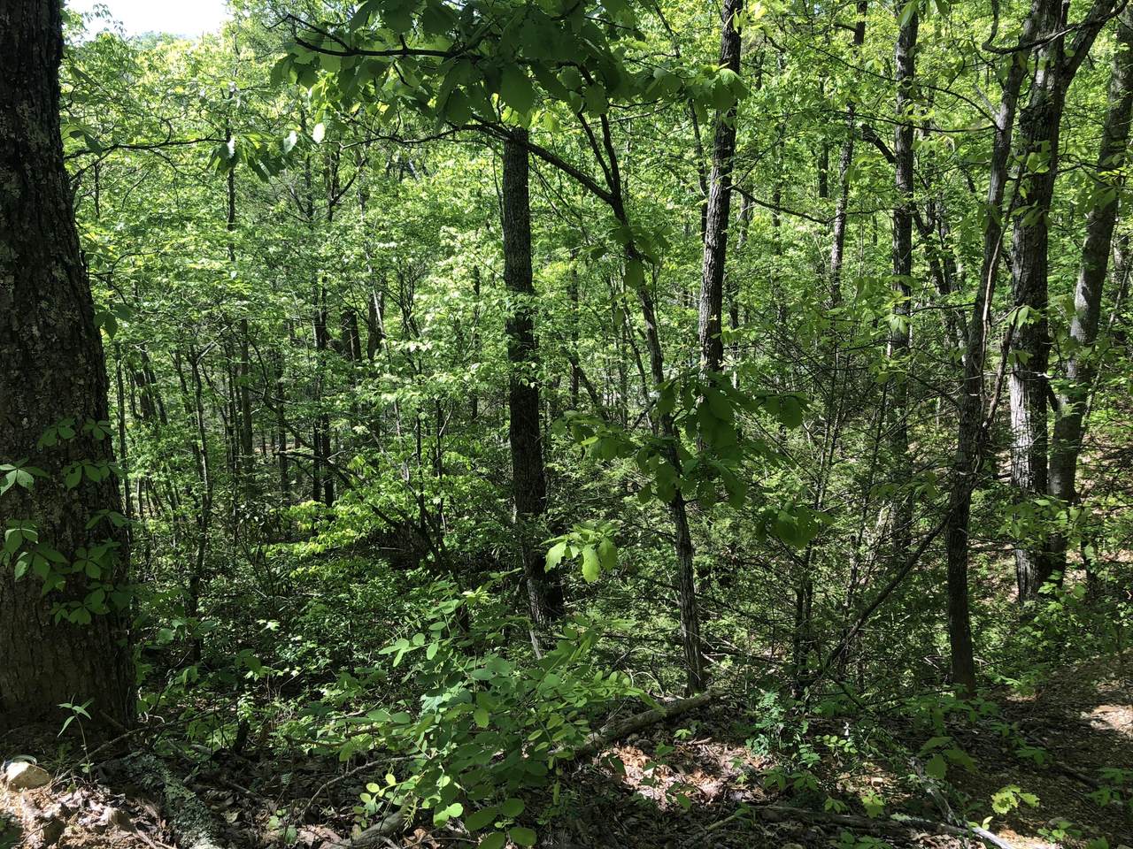 Lot 12 Black Oak Drive - Photo 1 Lot 12 Black Oak Drive - Photo 1