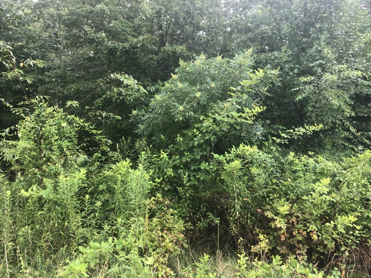 Mountain Preserve Pkwy - Photo 1