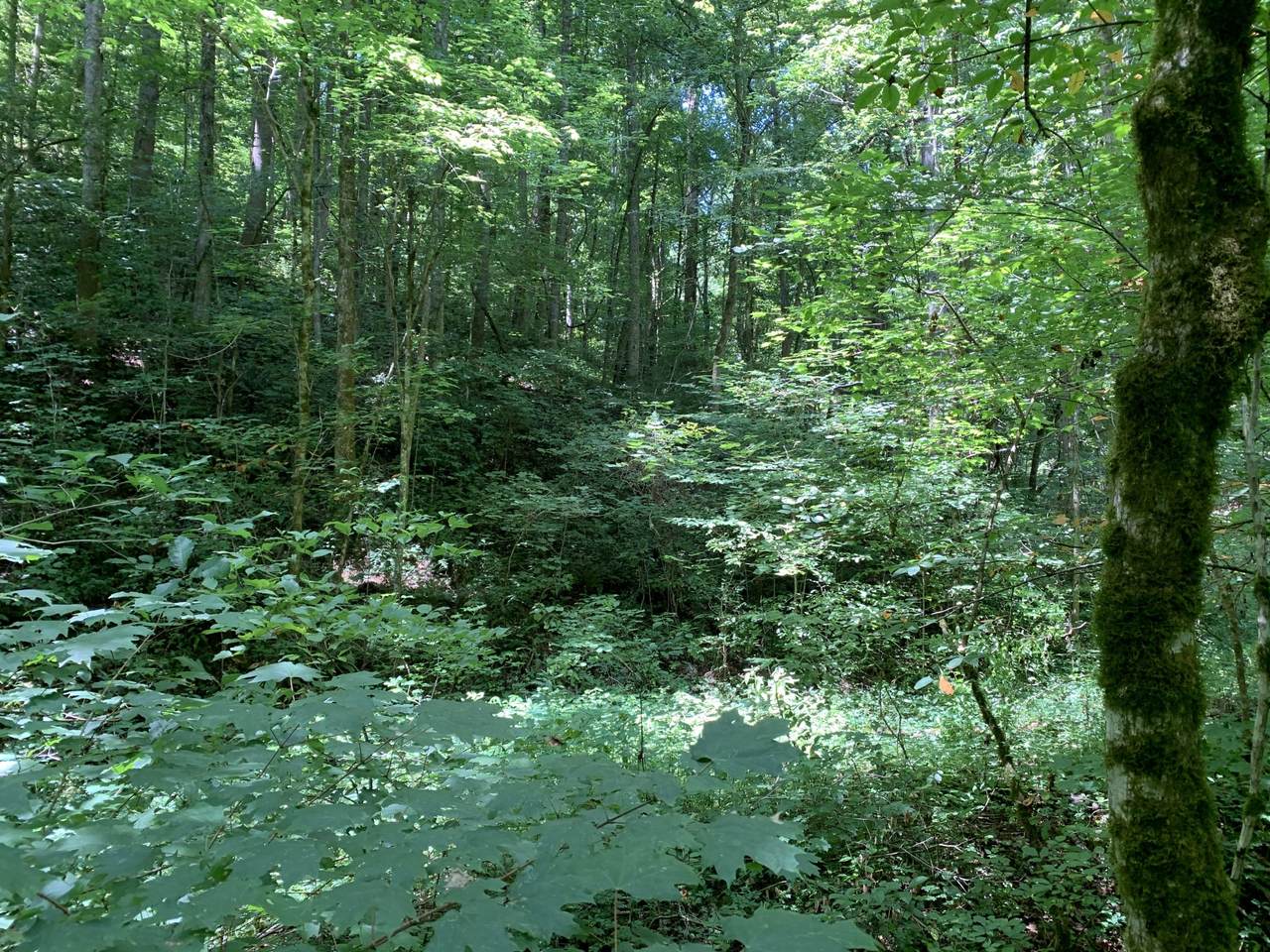 14.48 Acre Old Chilhowee Rd - Photo 1