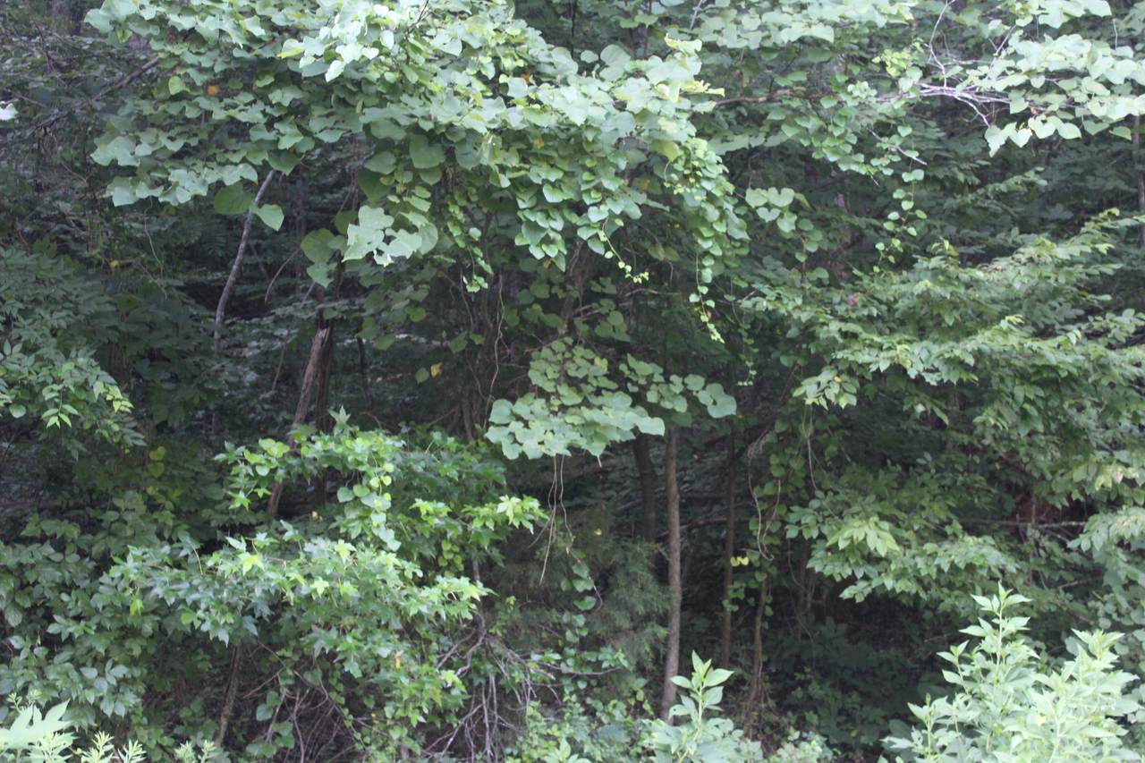 Diamond Branch Rd - Photo 1