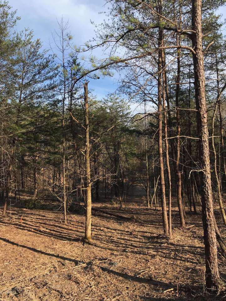 Lot 24 Sulpher Springs Way - Photo 1