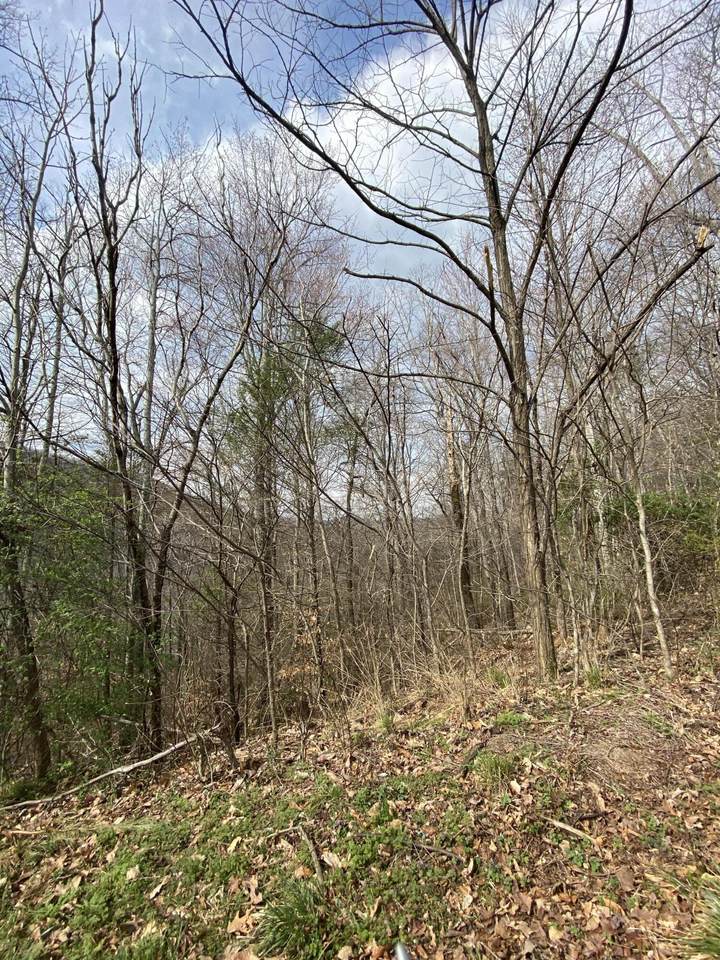 LOT 44 Schisandra Lane - Photo 1
