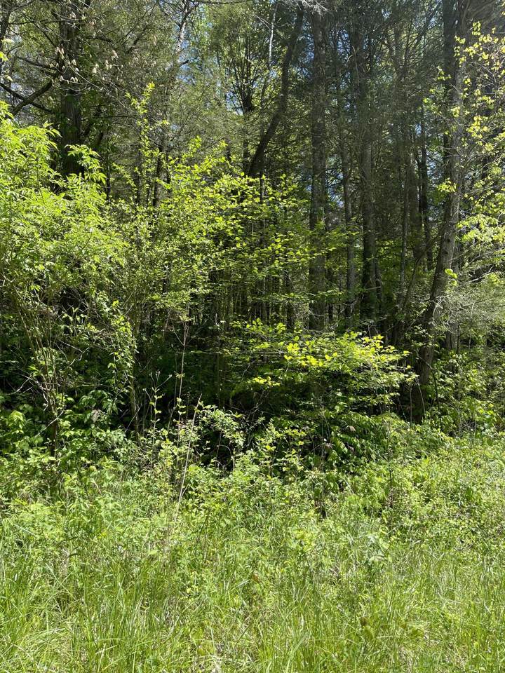158 Laurel Branch Rd - Photo 1