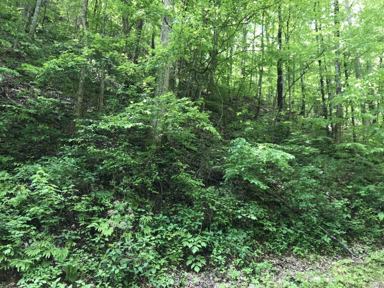 Black Walnut Flats Rd - Photo 1