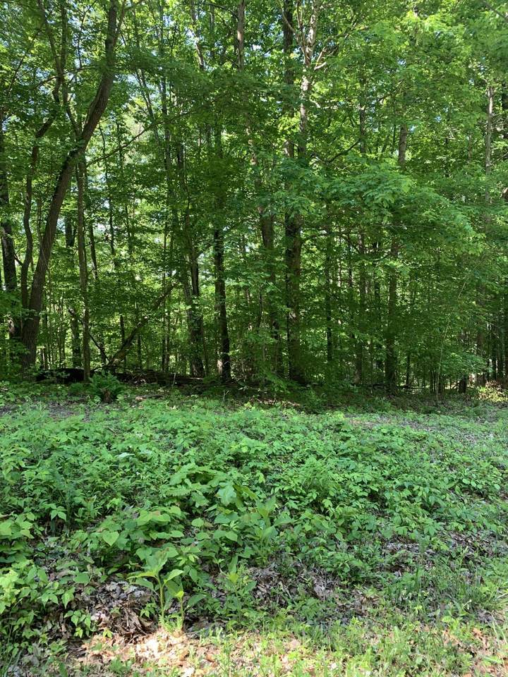 Pine Hollow Rd - Photo 1
